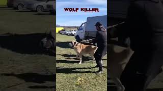 Wolfkiller Dog  #shorts #dog #volkodav #livestockguardiandog