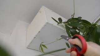 How to cut Pachira aquatica (Money Tree Plant) with home scissors