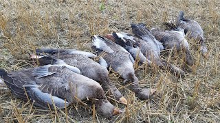 Hanhijahti 2021 - Goose hunting in Finland