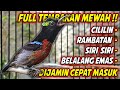 SUARA BURUNG KONIN GACOR FULL MATERI MEWAH !! MATERAN KOLIBRI NINJA BAHAN ISIAN ROLL TEMBAK