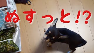 #22 黒豆くん盗っ人になる⁉︎【極小チワワ】