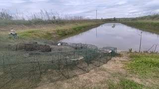 Раки  как ловить, где искать и какую приманку использовать, Разведение раков в пруду возле дома