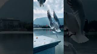 【短视频】昆明滇池之海埂大坝上的海鸥｜Seagulls on the Haigeng Dam in Dianchi Lake, Kunming