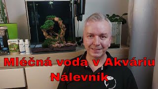 Jak se Zbavit NÁLEVNÍKA - Mléčná voda v akváriu