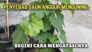 CARA MENGATASI DAUN ANGGUR MENGUNING