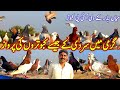 Pigeons Flock in Summer like Winter | Mian Babar's Vip Pigeon | Kabootar Bazi