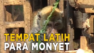 Di kampung ini menjadi tempat untuk melatih monyet | JELANG SIANG