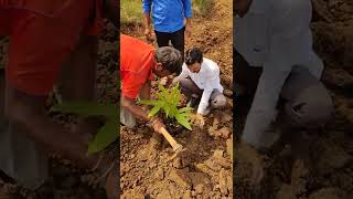 Areca Planting information / ಅಡಿಕೆ ಸಸಿ ನಾಟಿ ಮಾಡುವ ಬಗ್ಗೆ ಕಿರು ಮಾಹಿತಿ ಮತ್ತು ಮುಂಜಾಗ್ರತೆ