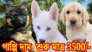 Naihati Dog Market | Naihati Pet Market Location | Recent Puppy price Update | Galiff Street Kolkata