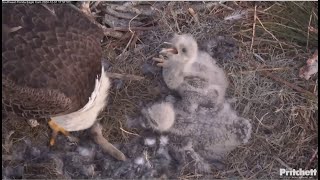 SWFL Eagles ~ M Delivers Rabbit! Marathon + Tandem Feeding! E25 Swallows A Bone! Huge Crops 12.31.24