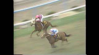 1981年 京都4歳特別 オオシマスズラン  (3角辺から)