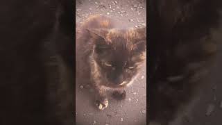 Kitty Cat.mp4