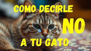 Como Disciplinar a Tu Gato Sin Dañar Su Confianza y te obedezca #gatos