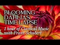 1 hour Blooming Dahlias with Franz Schubert - Classical Instrumental Music & Flowers Time Lapse - 4k