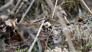 宮ヶ瀬湖 早戸川林道のカヤクグリ　その２２（4K動画）