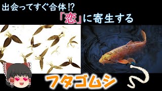 【ゆっくり解説】比翼の鳥、連理の枝 フタゴムシについて