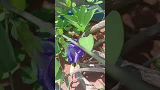 Chanku Pushpam #Clitoria