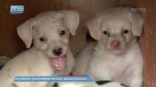 Covardia: filhotes de cachorro são abandonados dentro de caixa de papelão