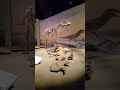 #dinosaur #museum #dinosaurs #explore #viral #shortsvideo #shorts #short #trending #2023 #canada