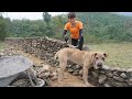 Build a fence stone to protect the garden with millions of stones - Green forest farm building cabin