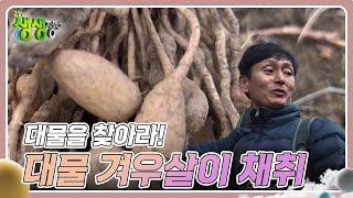 대물을 찾아라! : 약 23kg! 대물 겨우살이 채취, 대성공 [2TV 생생정보] | KBS 231213 방송