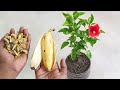 Hibiscus growing best method | Grow any plants faster using banana peel fertilizer