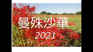 曼殊沙華 2021