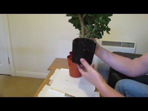 Refreshing house plant compost. Refreshing house plant compost.