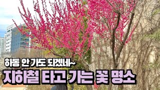 지하철로 갈 수 있는 서울 매화꽃 명소 🌺이제 하동 안 가도 되겠어요~