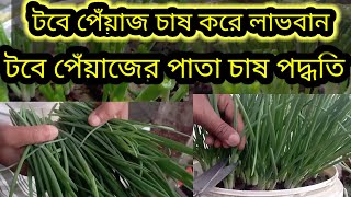 টবে পেঁয়াজের পাতা চাষ করে লাভবান | টবে পেঁয়াজের পাতা চাষ পদ্ধতি | টবে পেঁয়াজ চাষ পদ্ধতি | পেয়াজ |