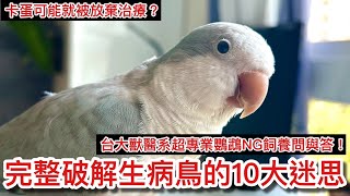 大解惑！最容易「送急診」的常見意外是「創傷」？獸醫系帶你認識10個關於病鳥的重點知識！在獸醫院不為人知的醫療秘密大公開！【鸚鵡小木屋】