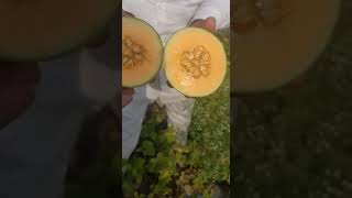 Muskegon plot | Sweet Muskmelon