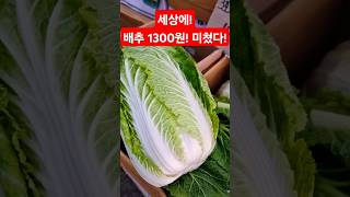 배추 1300원! 대폭락! 미쳤다! #폭락 #시장 #배추 #food #김치 #맛집