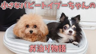 小さなパピートイプードルちゃんのお泊り物語　🐶ひみつきちなう！#1🐶  (チワワ トイプードル マルプー ビションフリーゼ マルチーズ) 2020年10月4日