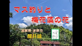 滋賀の城さんぽ 醒井城(米原市)