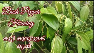 കുറ്റികുരുമുളക് കൃഷി | Bush Peper Farming|Talentcreations