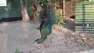 Peafowl (​សត្វក្ងោក)