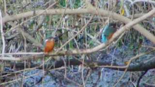 Kingfishers along the Owenduff River