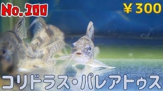 【生体紹介】No.100コリドラス・パレアトゥス【ふぶきテトラ】