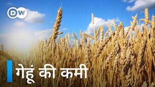 युद्ध के कारण गेहूं को तरसेंगे गरीब देश [Wheat prices reaching new levels]