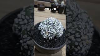 산골다육이 #다육식물 #succulent #투구폼