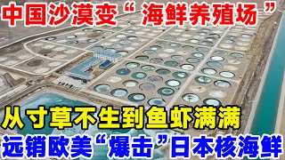 中国沙漠变“海鲜养殖场”，从寸草不生到鱼虾满满，远销欧美“暴击”日本核海鲜#科技#科普#科学#沙漠工程#超级工程#沙漠养殖#沙漠海鲜