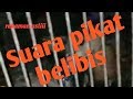 Suara pikat belibis kembang rekam langsung dari burung belibis