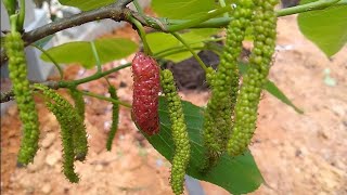 mangostão roxo mamey Cambucá canistel manga maçã mirtilo peludo cupuaçu sem caroço jaca rosa ingá vu