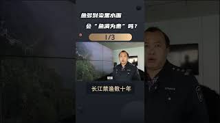 长江禁渔10年初见成效，鱼多到染黑水面，会“鱼满为患”吗？ #长江生态保护 #长江禁渔