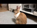 토끼가 느끼는 좋은 손과 나쁜 손 🐰🖐 🎵 rabbit tori ウサギ トリ 兔子 托里