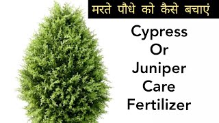 Juniper or cypress plant care fertilizer, best way to save dying plant