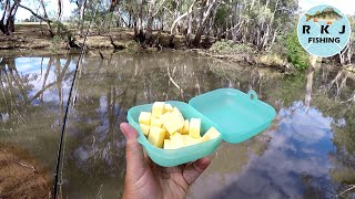 Using cheese to catch Murray Cod