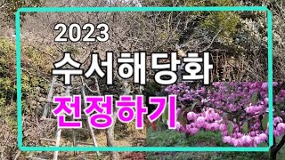 수서해당화 나무 가지치기. Pruning a Malus halliana tree 2023