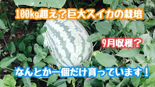 動画で家庭菜園『100kg超え？巨大スイカの栽培…9月収穫？ なんとか一個だけ育っています！』H30.8.26